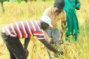 Farming in Ghana (cc photo: P. Casier/CGIAR)